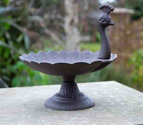 Peacock 01
